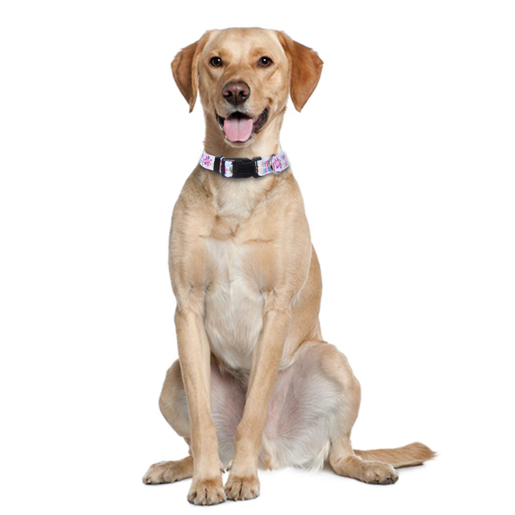 Dog Accesories