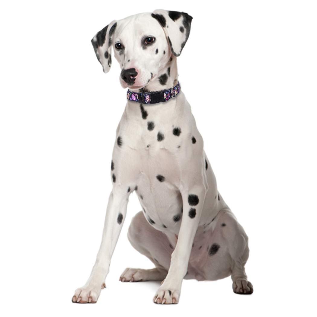 Dog Accesories