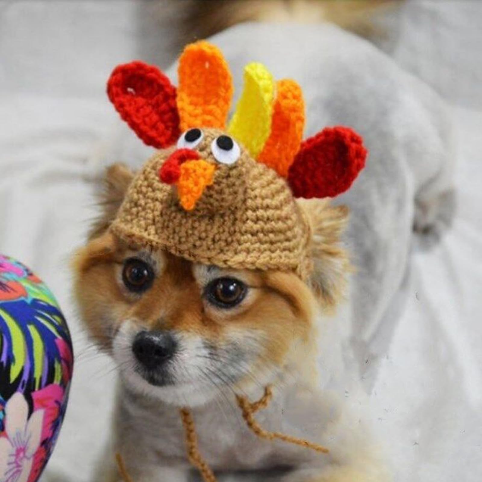 Shop Pet Accessories