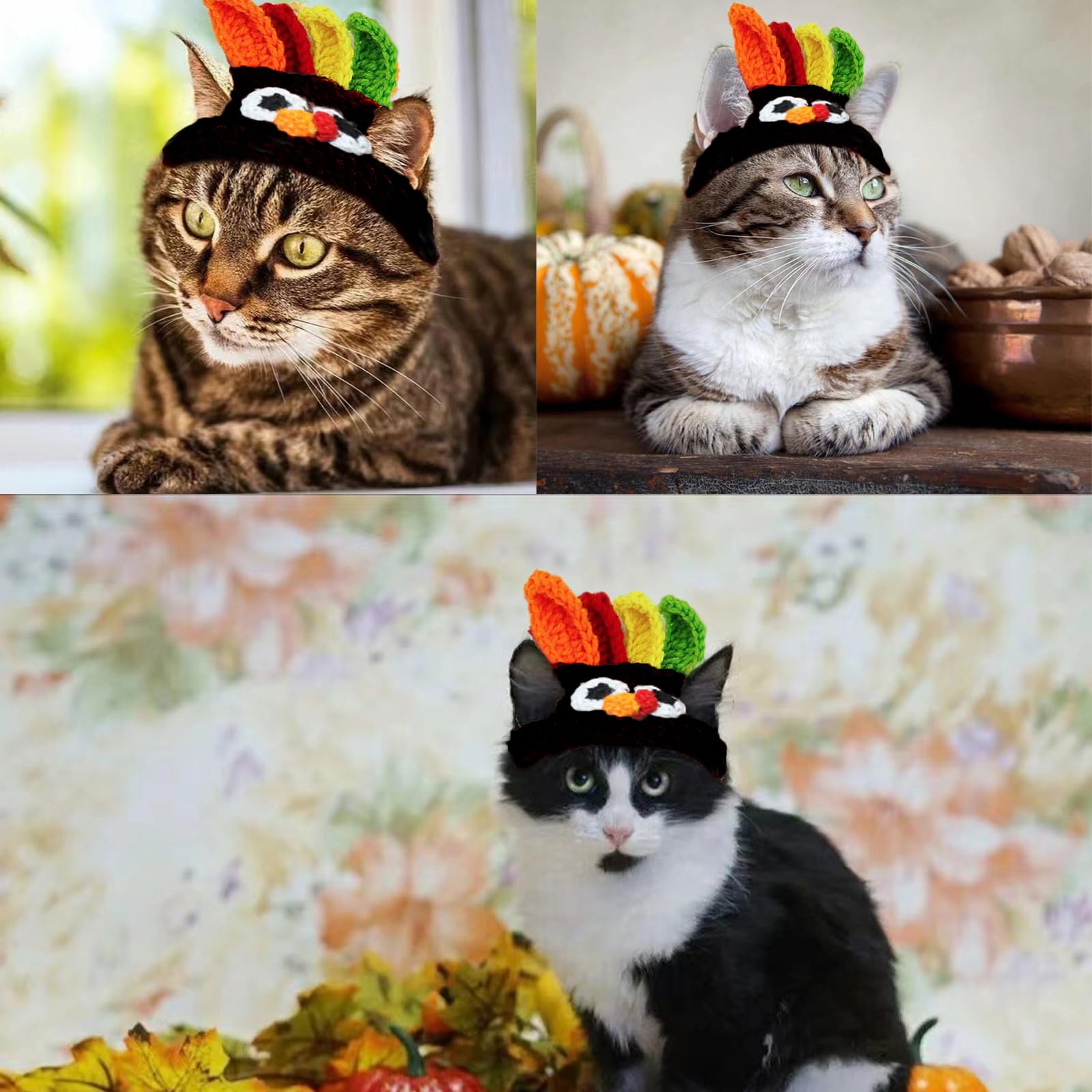 Shop Pet Accessories